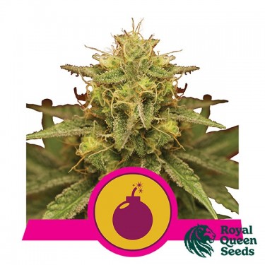 Royal Domina de Royal Queen Seeds feminizado - GB The Green Brand
