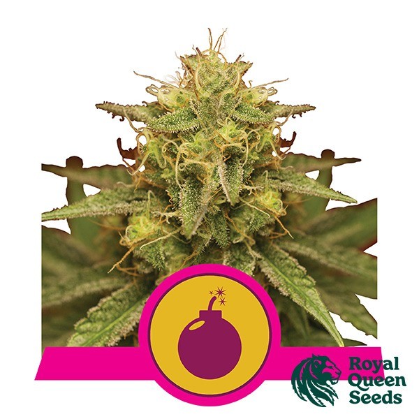 View Royal Domina de Royal Queen Seeds feminizado - GB The Green Brand