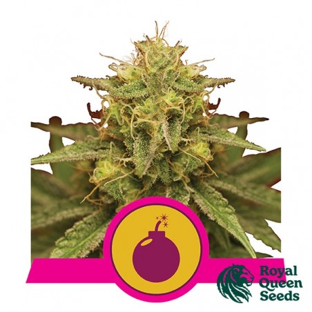 Royal Domina de Royal Queen Seeds feminizado - GB The Green Brand