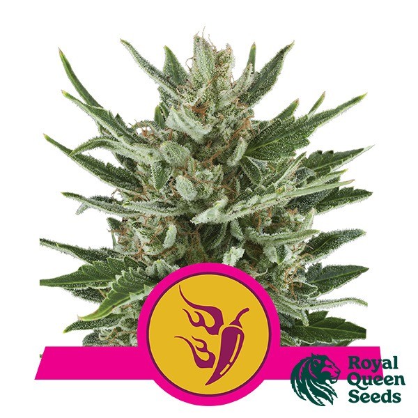 View Speedy Chile of Royal Queen Seeds feminized - GB The Green Brand