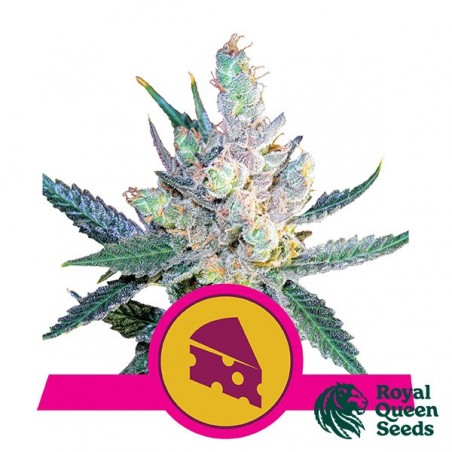 Royal Cheese Versão rápida Royal Queen Seeds - GB The Green Brand