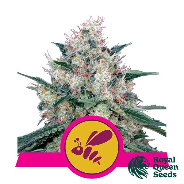 View Honey Cream Versão rápida Royal Queen Seeds - GB The Green Brand