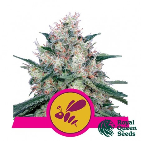 Honey Cream Versão rápida Royal Queen Seeds - GB The Green Brand