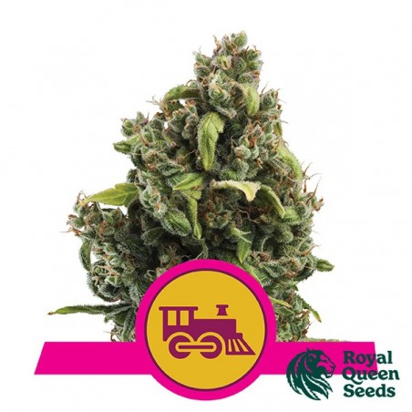 Candy Kush Versão rápida de Sementes Rainha Real - GB The Green Brand