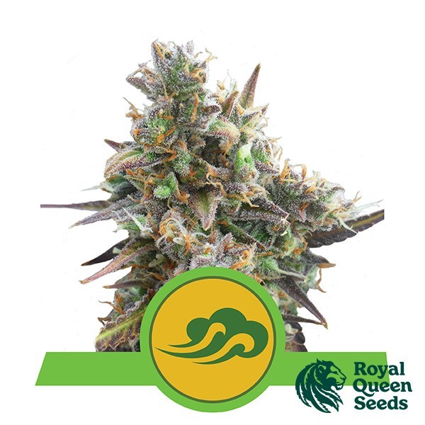 View Royal Bluematic of Royal Queen Seeds - GB The Green Brand