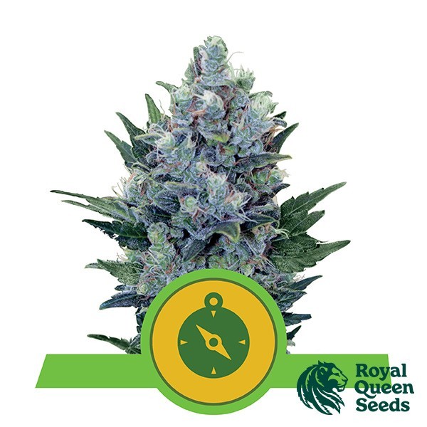 Northern Light Auto de Royal Queen Seeds - GB The Green Brand
