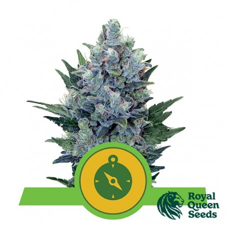 Northern Light Auto de Royal Queen Seeds - GB The Green Brand