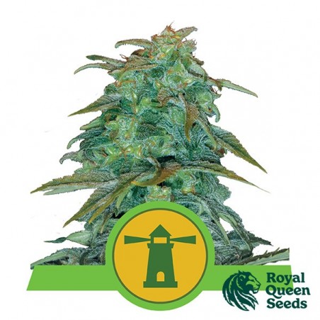 Royal Haze Automático por Royal Queen Seeds - GB The Green Brand