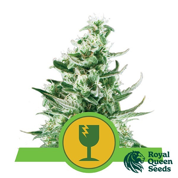 View Royal Critical Automatic by Royal Queen Seeds - GB