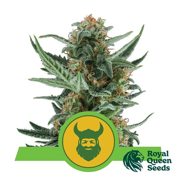 View Royal Dwarf of Sementes autoflorescentes Royal Queen Seeds - GB The Green Brand