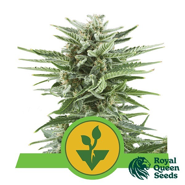 View Fácil Bud Royal Queen Seeds automático - GB The Green Brand