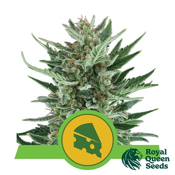 View Royal Cheese Automatic feminized RQS - GB The Green Brand