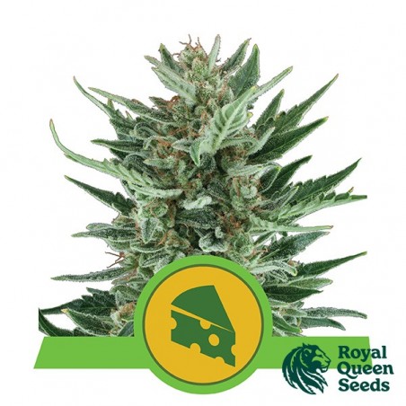 Royal Cheese Automatic feminized RQS - GB The Green Brand