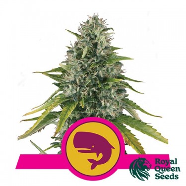 Royal Moby de Royal Queen Seeds feminizada - GB The Green Brand