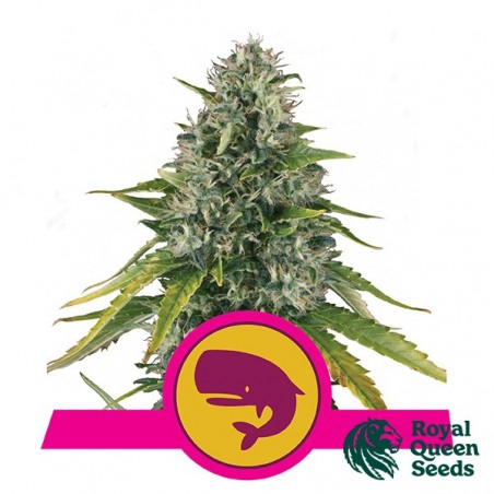 Royal Moby de Royal Queen Seeds feminizada - GB The Green Brand