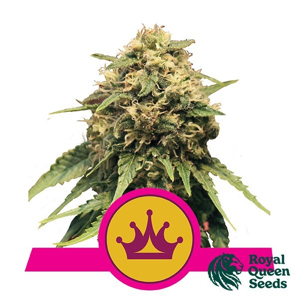 View Rainha Especial 1 de Sementes Rainha Real - GB The Green Brand