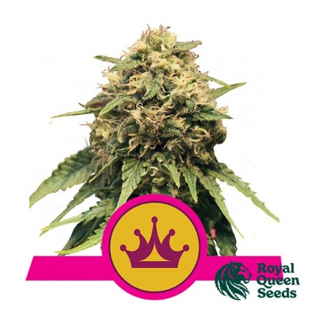 Rainha Especial 1 de Sementes Rainha Real - GB The Green Brand