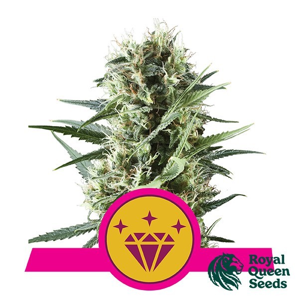 View Royal Queen Seeds Special Kush 1 - GB The Green Brand