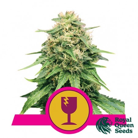 Critical de Royal Queen Seeds feminizada - GB The Green Brand