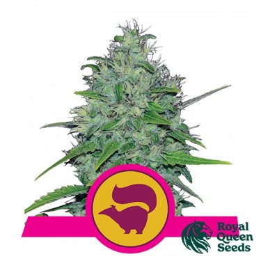 Royal Queen Seeds Skunk XL feminizado - GB The Green Brand