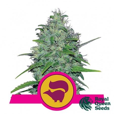 Royal Queen Seeds Skunk XL feminizado - GB The Green Brand