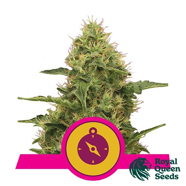 View Northern Light of Royal Queen Seeds - GB