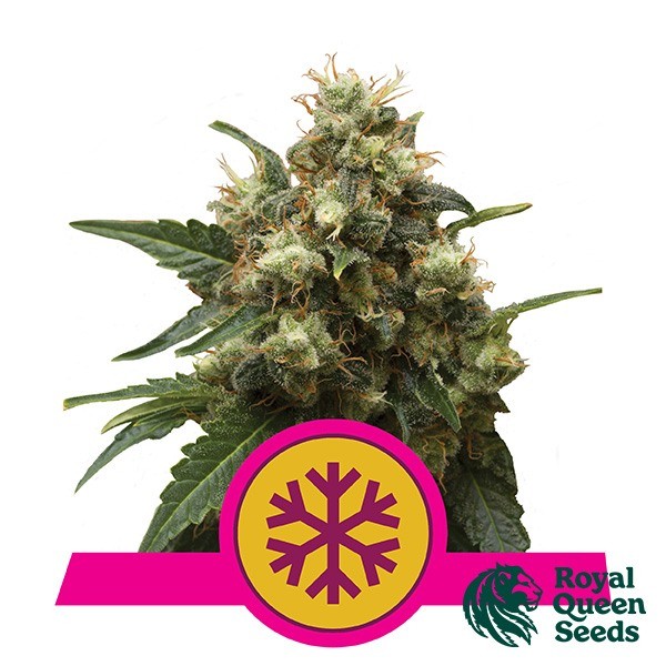 View Royal Queen Seeds Ice feminized - GB The Green Brand