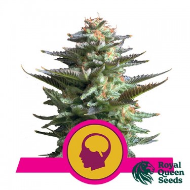 Amnesia Haze feminizada de Royal Queen Seeds - GB The Green Brand