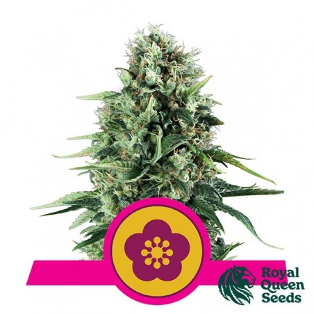 Poder Flor da Rainha Real Sementes feminizada - GB The Green Brand
