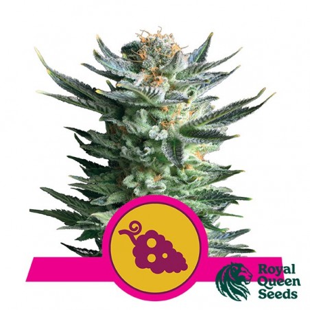 Royal Queen Seeds Fruit Spirit feminizado - GB The Green Brand