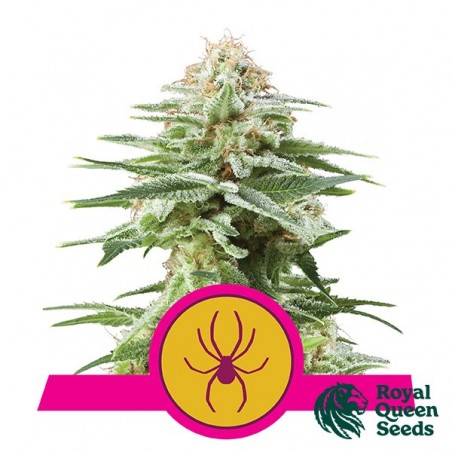 White Widow de Royal Queen Seeds feminizado - GB The Green Brand