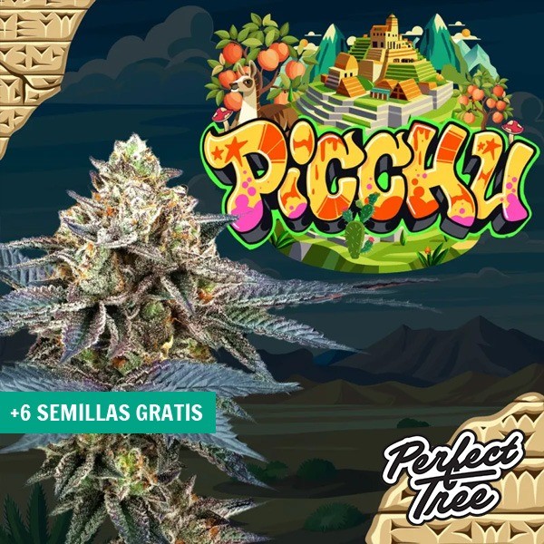 View Semillas Picchu de Perfect Tree  ⛰️ - GB The Green Bran