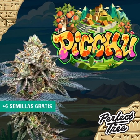 Semillas Picchu de Perfect Tree  ⛰️ - GB The Green Bran