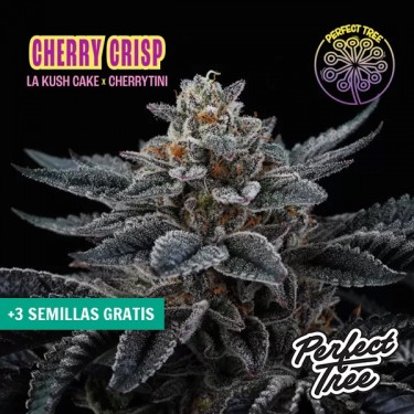 Sementes Cherry Crisp 🍒 Feminizadas da Perfect Tree | GB
