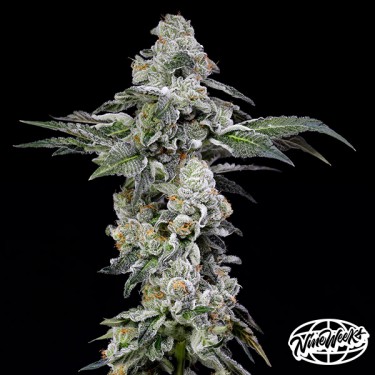 Papaya Puffs – Sementes feminizadas tropicais e produtivas | GB