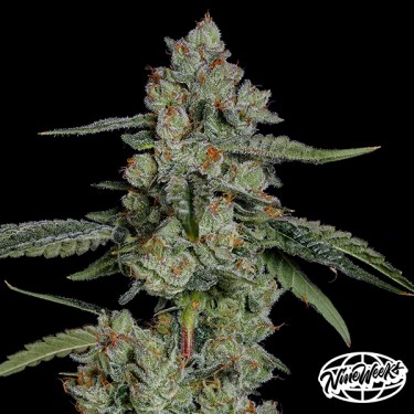 Papaya Puffs – Sementes feminizadas tropicais e produtivas | GB