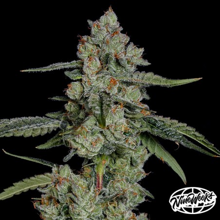 Papaya Puffs – Sementes feminizadas tropicais e produtivas | GB