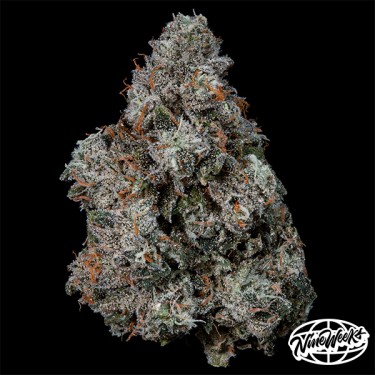 Pruno da Nine Weeks Seeds - Gás, Potência e Resina!