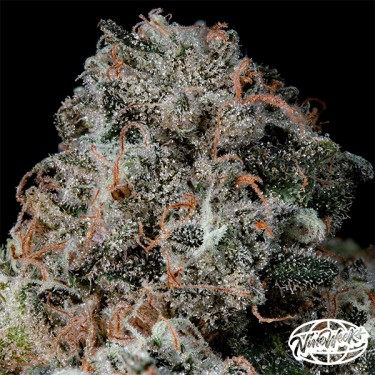 Pruno da Nine Weeks Seeds - Gás, Potência e Resina!