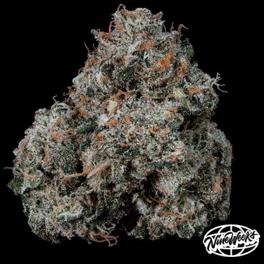 Pruno da Nine Weeks Seeds - Gás, Potência e Resina!