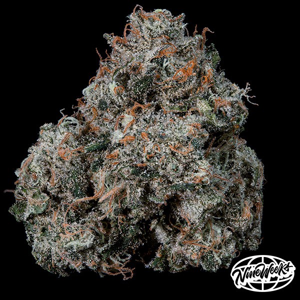 Pruno da Nine Weeks Seeds - Gás, Potência e Resina!