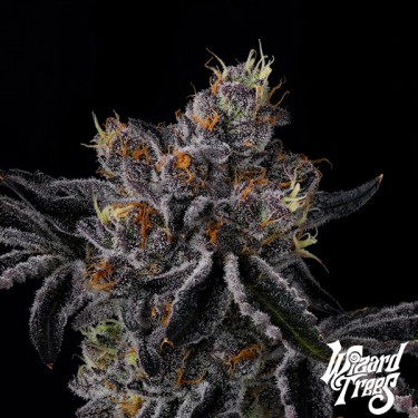 Fiestaz da Wizard Trees | GB The Green Brand