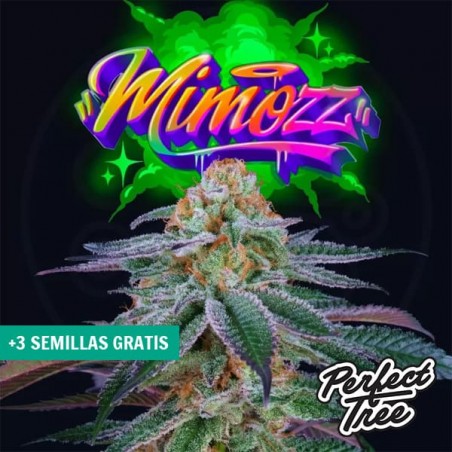 Mimooz da Perfect Tree ➤ Sativa doce e frutada 🍊| GB