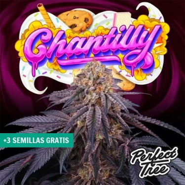 Chantilly da Perfect Tree 🍪🍰 Índica potente e doce | GB