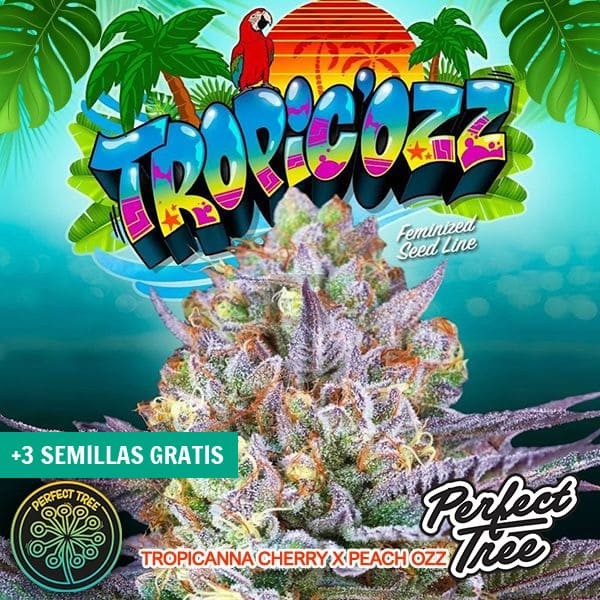 View Tropic’Ozz de Perfect Tree 🥭🍍 - GB The Green Brand