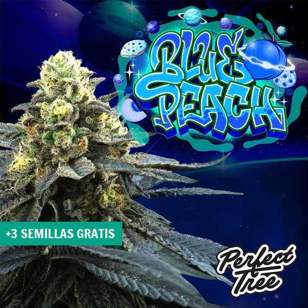 View Blue Peach de Perfect Tree 🔵 🍑 - GB The Green Brand