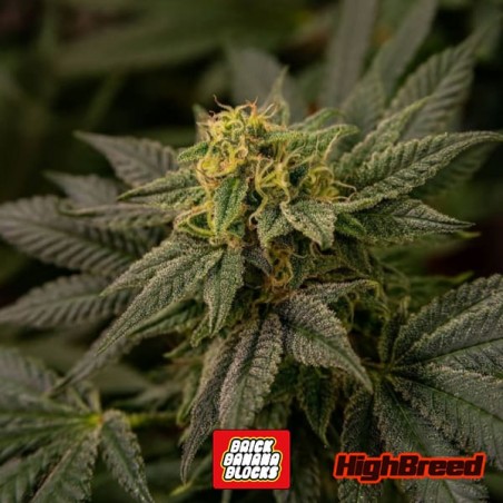Sementes Brick Banana Blocks Auto 🍌🥦- GB The Green Brand