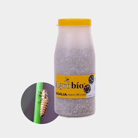 Adalia Control Pulgão 【 Joaninha eficaz contra afídeos】| GB