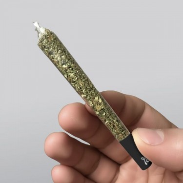 Lion Rolling Circus 4:20 papel transparente - GB The Green Brand