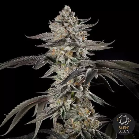 Essência de Cereja | Colheitas abundantes cheias de sabor